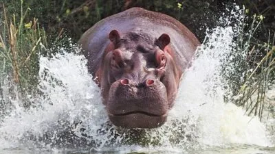 Poze pentru Hippo copii