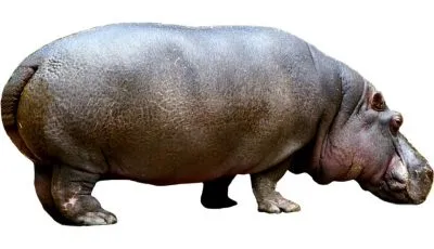 Poze pentru Hippo copii