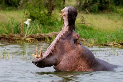 Poze pentru Hippo copii