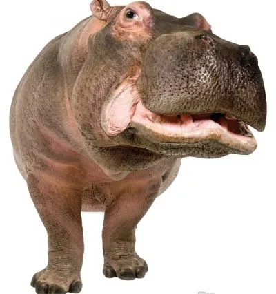 Poze pentru Hippo copii