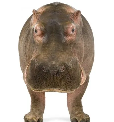 Poze pentru Hippo copii