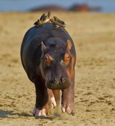 Poze pentru Hippo copii