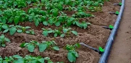 Irigarea prin picurare în țară cu propriile lor mâini (udare) irigare prin picurare în țară cu propriile mâini
