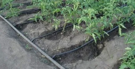 Irigarea prin picurare cabana din resturi de materiale (udare) irigare prin picurare în țară din resturi de materiale