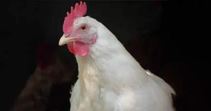 Calorie de pui fără piele, bine!