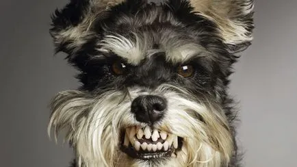 De ce vis de un câine vicios care se grăbește și vrea să muște (câine) De ce vis de un câine vicios care se grăbește și vrea să muște
