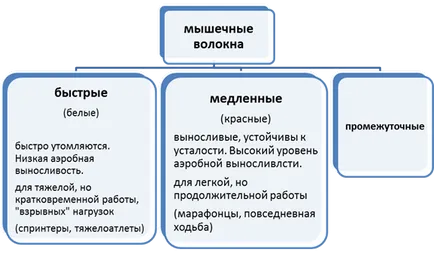 Cardio pentru inima, antrenament cardio pentru inima, cardio pentru a consolida inima, exercitii cardio (inima) Cardio pentru inima, antrenament cardio pentru inima, cardio pentru a consolida inima, antrenament cardio
