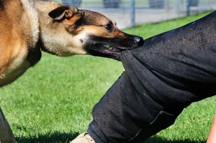 De ce vis de un câine vicios care se grăbește și vrea să muște (răul) De ce vis de un câine vicios care se grăbește și vrea să muște
