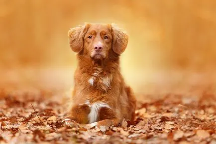 De ce vis de un câine vicios care se grăbește să muște și (care) De ce vis de un câine vicios care se grăbește și vrea să muște