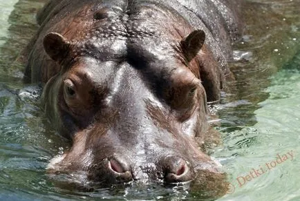 Poze pentru Hippo copii