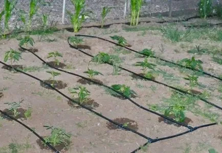 Irigarea prin picurare în țară cu propriile lor mâini (udare) irigare prin picurare în țară cu propriile mâini