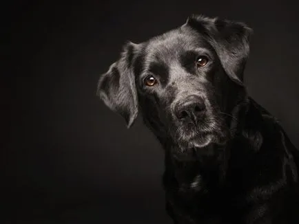 De ce vis de un câine vicios care se grăbește să muște și (vis) De ce vis de un câine vicios care se grăbește și vrea să muște