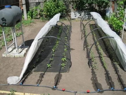irigare prin picurare în țară cu propriile lor mâini (dacha) irigare prin picurare în țară cu propriile mâini