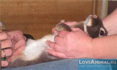 Cum să taie iepure Cum să taie iepure