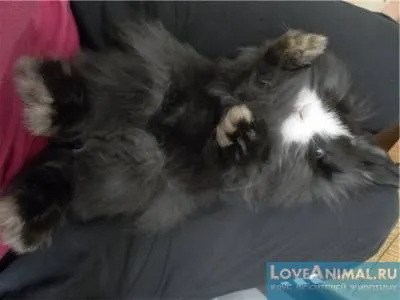 Cum să taie iepure Cum să taie iepure