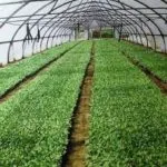 de afaceri de origine căpșuni