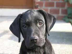 Poreclele pentru câini, cum ar fi Labrador labrador numit numele băiat pentru fete Dog (labrador) Poreclele pentru câini, cum ar fi Labrador labrador numit numele băiat pentru câini fete