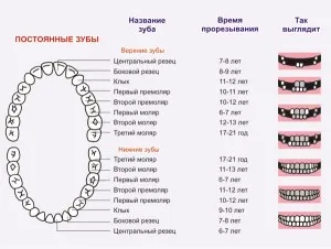 În cazul în care dintii de lapte cad în diagrama de copii, probleme și consiliere pentru părinți (lactate) În cazul în care dinții copii cad în copil diagrama, provocările și sfaturi pentru părinți