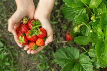 Căpșunile tot anul de cultivare rotund și păstrarea recoltei (cum să crească căpșuni pe tot parcursul anului) Căpșunile tot timpul anului cultivarea și conservarea culturii