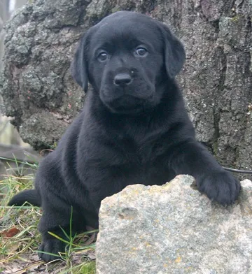 Poreclele pentru băiat Labrador și o fată, cum să alegi un nume pentru cainele tau
