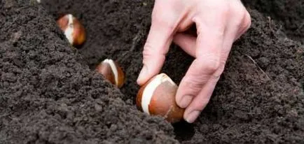 Cand este cel mai bine la crinii de transplant, primavara sau toamna - răspunsurile la întrebările (în primăvară) Cand este cel mai bine la crinii de transplant, primavara sau toamna - răspunsuri la întrebări