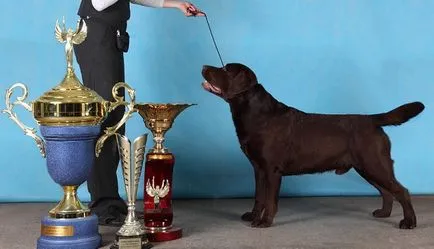Poreclele pentru băiat Labrador și o fată, cum să alegi un nume pentru cainele tau