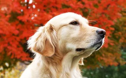 Poreclele de câini Labradorii pentru a apela Labrador