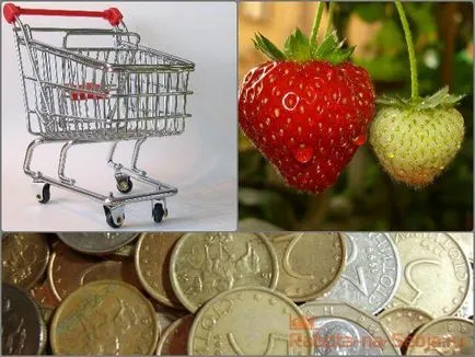 Strawberry ca o afacere