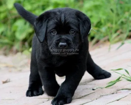 Labrador câini poreclele și semnificația lor