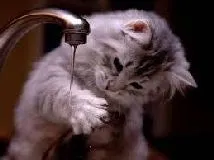 Cat merge de la sine, comportamentul pisicilor - totul despre pisici și pisici cu dragoste (viață interesantă pentru animale) Cat merge de la sine, comportament pisica - totul despre pisici și pisici cu dragoste