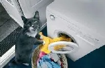 Cat merge de la sine, comportamentul pisicilor - totul despre pisici și pisici cu dragoste (pisica) Cat merge de la sine, comportament pisica - totul despre pisici și pisici cu dragoste