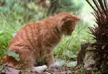 Cat merge de la sine, comportamentul pisicilor - totul despre pisici și pisici cu dragoste (pisica) Cat merge de la sine, comportament pisica - totul despre pisici și pisici cu dragoste