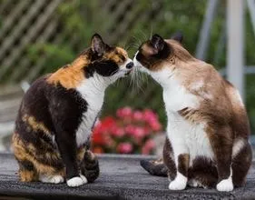 Cat merge de la sine, comportamentul pisicilor - Totul despre pisici și pisici cu dragoste (mers pe jos) Cat merge de la sine, comportament pisica - totul despre pisici și pisici cu dragoste