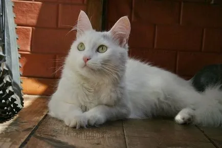 Cat Turcă Angora - Descriere rasa, natura, conținutul și prețul (turcesc) Cat Turcă Angora - rasa descriere, natura, conținutul și prețul