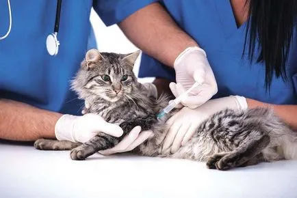 Cat cauze sanguine pisaet, diagnostic, tratament și prevenție (write) Cat piși sânge, cauze, diagnostic, tratament și prevenire