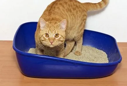 Cat cauze sanguine pisaet, diagnosticul, tratamentul si prevenirea (cauza) Cat piși sânge, cauze, diagnostic, tratament și prevenire