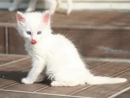 Cat Turcă Angora - rasa descriere, natura, conținutul și prețul (Angora) Cat Turcă Angora - rasa descriere, natura, conținutul și prețul