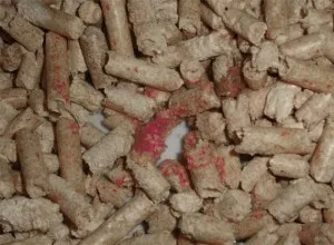 Sânge în urină a unei pisici, cauze, ce să facă și cum să trateze
