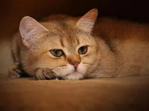 Sânge în urină unei castrat pisici, cauze, tratament, ce să facă