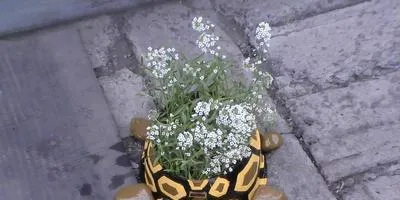 Amenajare a teritoriului la cabana lor de vară în grădină, cu propriile sale mâini, idei (secțiunea) Amenajare a teritoriului la cabana lor de vară în grădină, cu mâinile propriile sale idei,