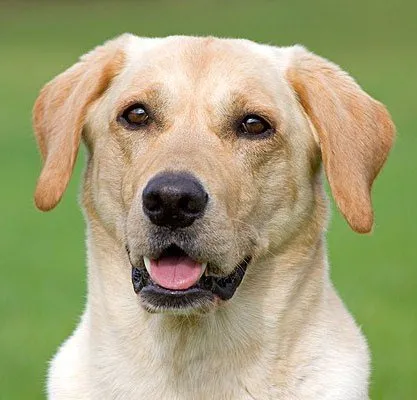 Labrador Retriever - descrierea rasei, fotografii, îngrijire corespunzătoare, alegerea numelui pentru un câine