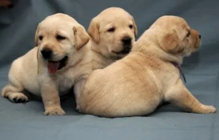 Labrador Retriever - descrierea rasei, fotografii, îngrijire corespunzătoare, alegerea numelui pentru un câine