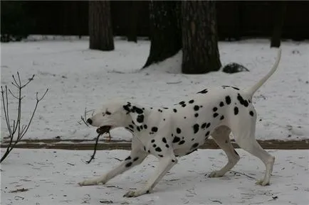 Cine sunt „antrenor-dog“