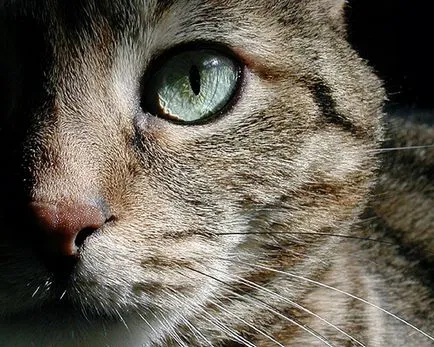 Cine mai vede cum văd animalele care văd în întunericul animalului care vede în apă și în aer