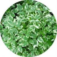Proprietăți medicinale de goutweed ierburi (proprietăți) Proprietăți medicinale de plante goutweed