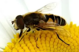Scleroza Multipla tratament remedii populare comentarii, tratamentul de remedii populare Scleroza Multipla tratament remedii populare comentarii, tratamentul de remedii populare
