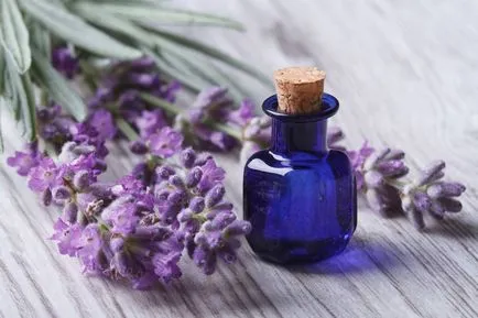 Proprietăți medicinale de salvie și contraindicații - utilizarea de ulei de salvie Proprietăți medicinale de salvie și contraindicații - utilizarea de ulei de salvie