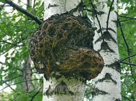 sfaturi de tratament pe bază de plante (tratament) Tratamentul pe bază de plante Sfaturi