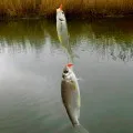 Prinderea un crap mare pe tija float, cum se prinde crap