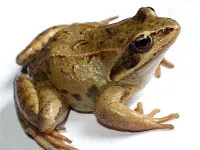 Frog pe bază de plante, lac, broasca Rana conținut captiv broasca de îngrijire decât hrana pentru animale (plante) iarbă Frog, lac, broaște acosta păstrarea în captivitate, grijă de broasca feed-